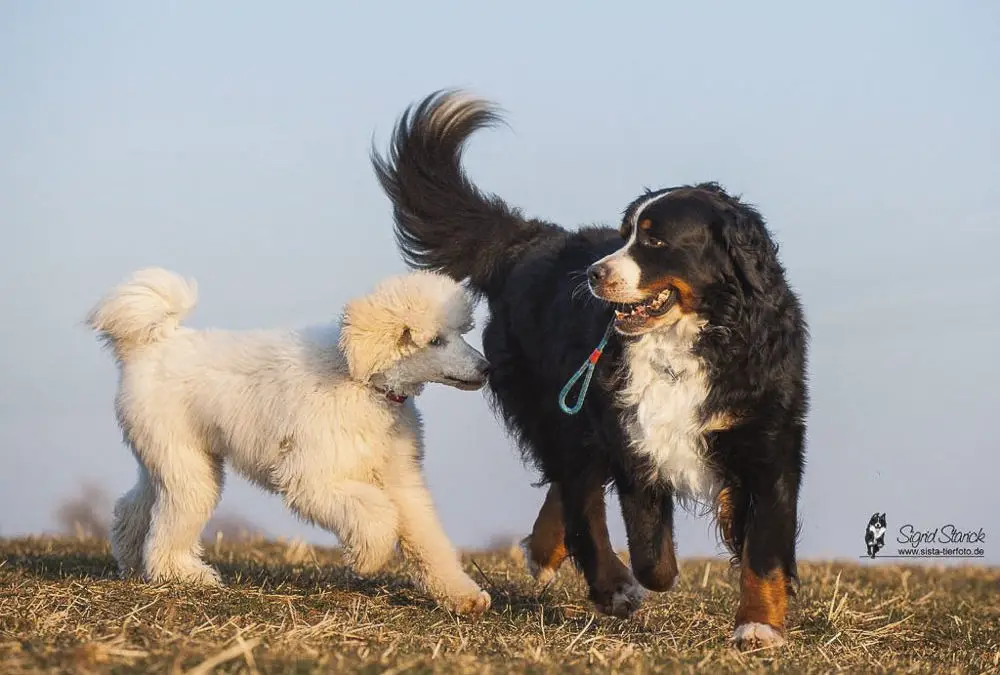 Hunde und die Leinenpflicht in Erfurt