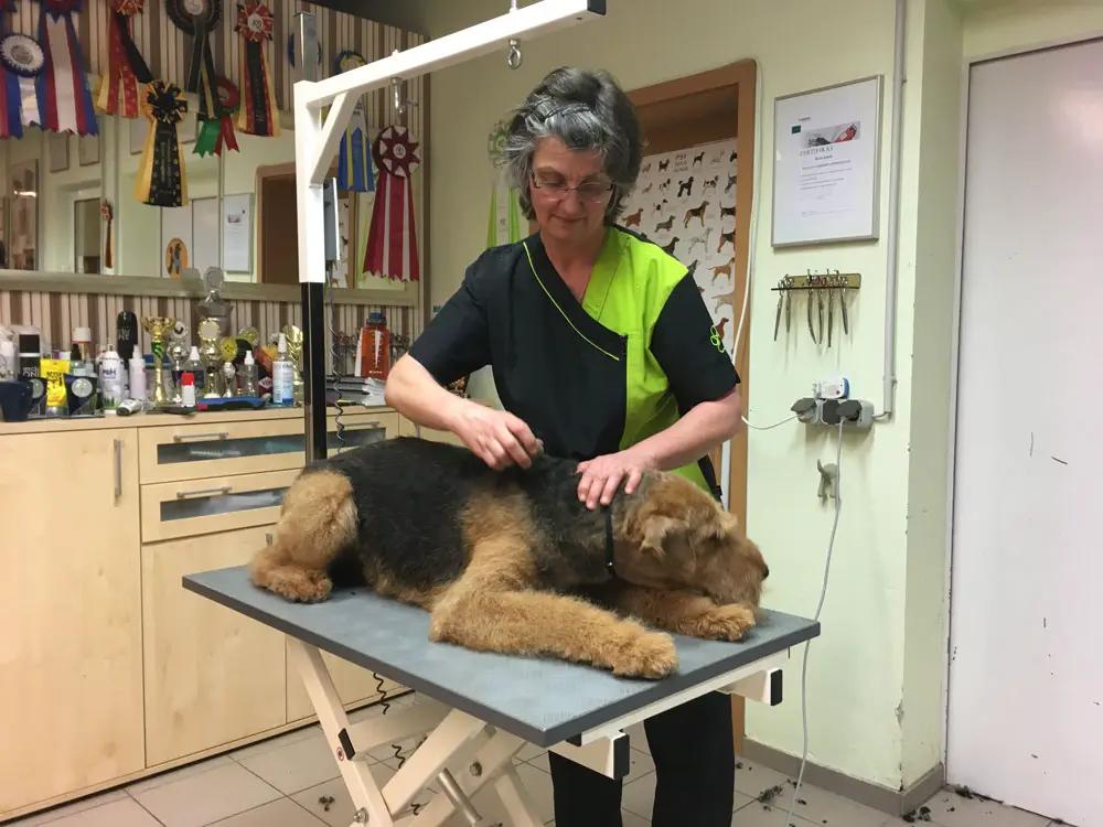 Bei Hundefriseurin Sabine Schlesinger in Erfurt fühlen sich große und kleine Hunde wohl